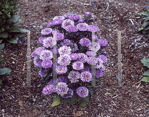 Picture of Callistephus chinensis 'Blue Ribbon'