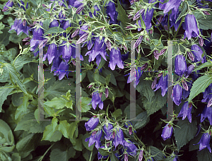 Picture of Campanula  'Kent Belle'