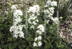 Picture of Campanula glomerata 'Alba'