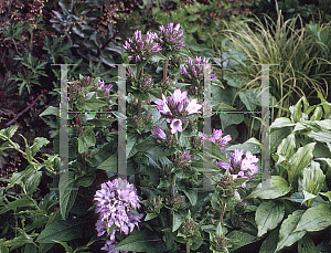 Picture of Campanula glomerata 'Caroline'