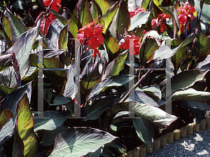 Picture of Canna x generalis 'Heidenreich'