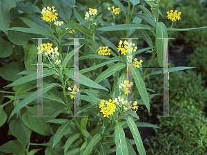 Picture of Asclepias curassavica 'Silky Gold'