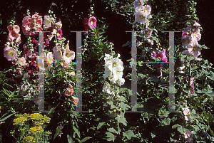 Picture of Alcea rosea 'Indian Spring'