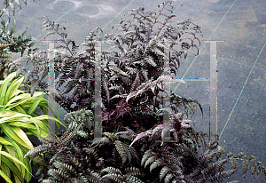 Picture of Athyrium niponicum var. pictum 'Burgundy Lace'