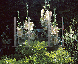 Picture of Alcea rosea 'Indian Spring'