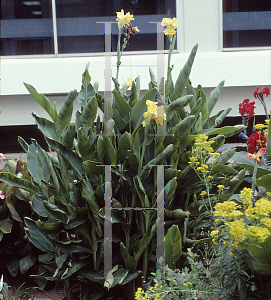 Picture of Canna x generalis 'Kansas City'