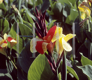 Picture of Canna x generalis 'Cleopatra'