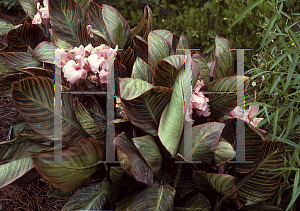 Picture of Canna x generalis 'Pink Sunburst'