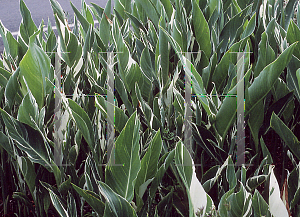 Picture of Canna x generalis 'Stutgardt'