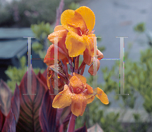 Picture of Canna x generalis 'Tropicana'