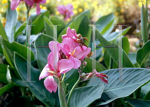 Picture of Canna x generalis 'Tropical Rose'