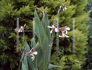 Picture of Canna x generalis 'Panache'