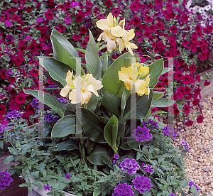 Picture of Canna x generalis 'Tropical Yellow'