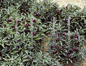 Picture of Capsicum annuum var. annuum 'Explosive Ember'