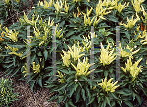 Picture of Capsicum annuum var. annuum 