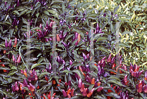 Picture of Capsicum annuum var. annuum 'Explosive Ember'