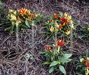 Picture of Capsicum annuum var. annuum 'Explosive Blast'