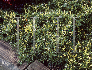 Picture of Capsicum annuum var. annuum 'Explosive Ignite'