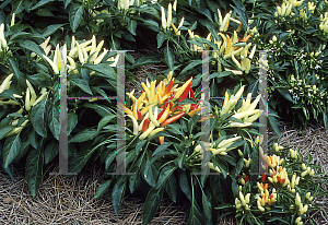 Picture of Capsicum annuum var. annuum 'Holiday Flame'