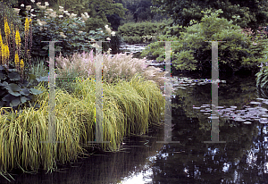 Picture of Carex elata 'Bowles Golden'