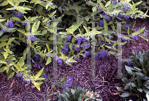 Picture of Caryopteris x clandonensis 'Worcester Gold'