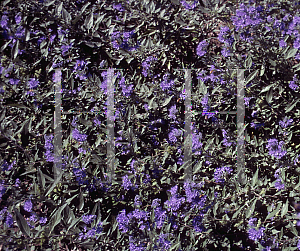 Picture of Caryopteris x clandonensis 'Longwood Blue'