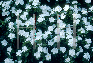 Picture of Catharanthus roseus 'Heat Wave White'