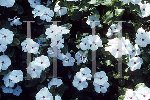 Picture of Catharanthus roseus 'Peppermint Cooler'