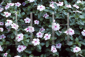 Picture of Catharanthus roseus 'Blush Cooler'