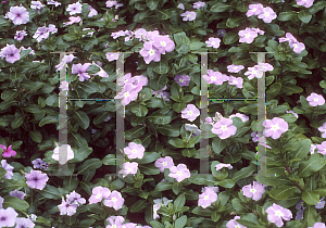 Picture of Catharanthus roseus 'Blue Pearl'