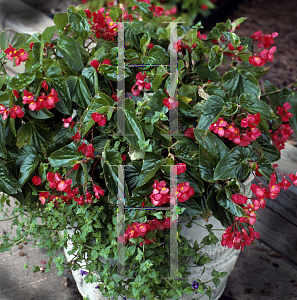 Picture of Begonia coccinea hybrids 'Dragon Wing Red'