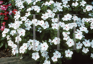 Picture of Catharanthus roseus 'Peppermint Cooler'