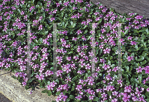 Picture of Catharanthus roseus 'Grape Cooler'