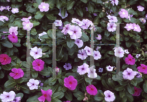 Picture of Catharanthus roseus 'Caribbean Lavender'