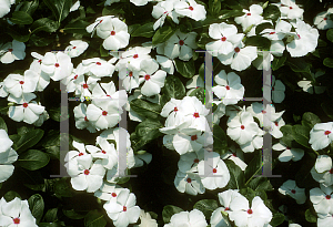 Picture of Catharanthus roseus 'Peppermint Cooler'