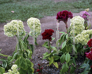 Picture of Celosia argentea (Cristata Group) 'Bombay Mix'