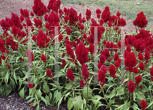 Picture of Celosia argentea (Plumosa Group) 'Red Bengala'