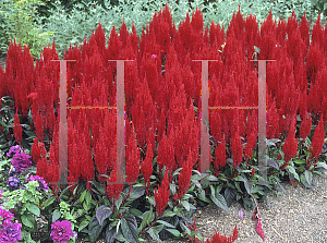 Picture of Celosia argentea (Plumosa Group) 'Century Red'