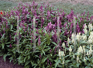 Picture of Celosia argentea (Spicata Group) 'Enterprise'