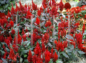 Picture of Celosia argentea (Plumosa Group) 'New Look'