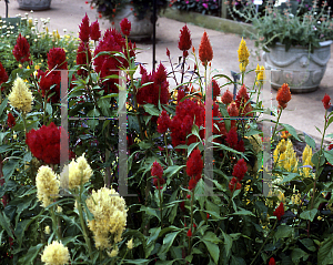 Picture of Celosia argentea (Plumosa Group) 'Sparkler Mix'