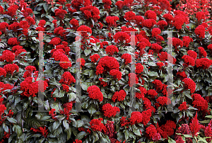 Picture of Celosia argentea (Cristata Group) 'Prestige Scarlet'