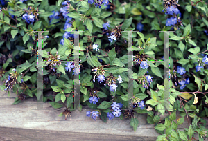 Picture of Ceratostigma willmottianum 'Forest Blue'