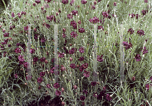 Picture of Centaurea cyanus 'Garnet'