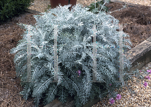 Picture of Centaurea cineraria 'Colchester White'