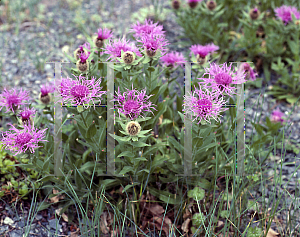 Picture of Centaurea uniflora ssp. nervosa 