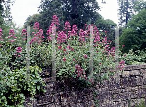 Picture of Centranthus ruber 