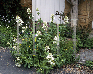 Picture of Centranthus ruber 'Albus'