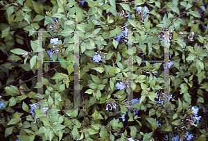 Picture of Ceratostigma willmottianum 'Forest Blue'