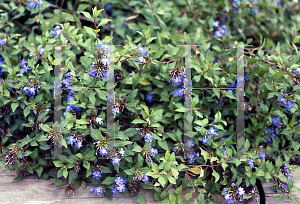 Picture of Ceratostigma willmottianum 'Forest Blue'